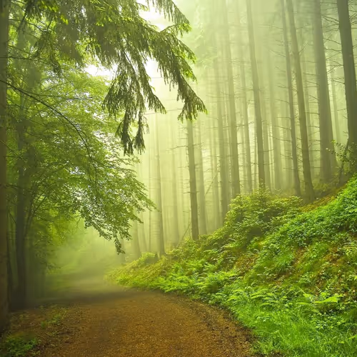 Sensational Forests