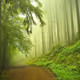 Sensational Forests