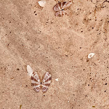 Sepia World - old - old