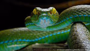 ANIMALESMARAVILLOSOS