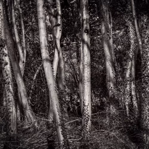 Seven Monochrome Trees