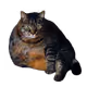 $SEXCAT