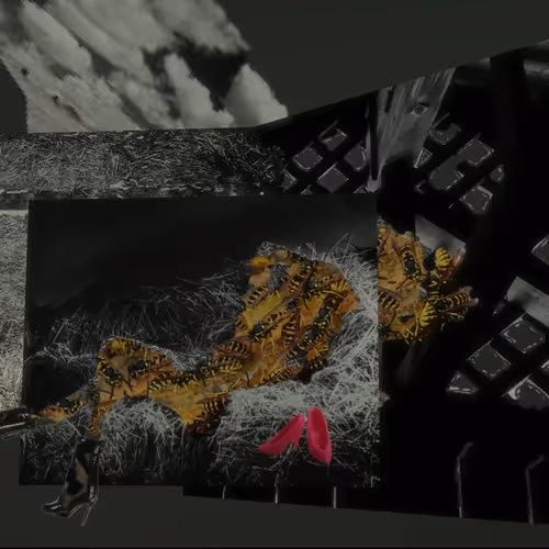 Sexually Attractive Insects