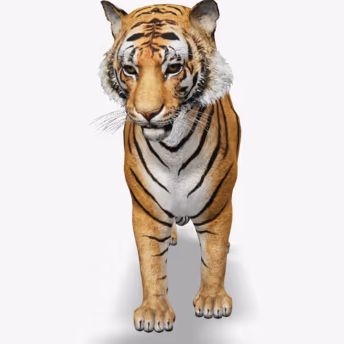 30 Shades Of Tiger