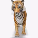 30 Shades Of Tiger