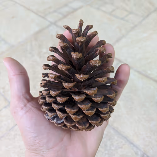 Shadow of a Father - old