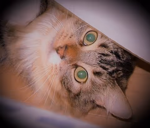 Shadow The Scaredy Cat - old