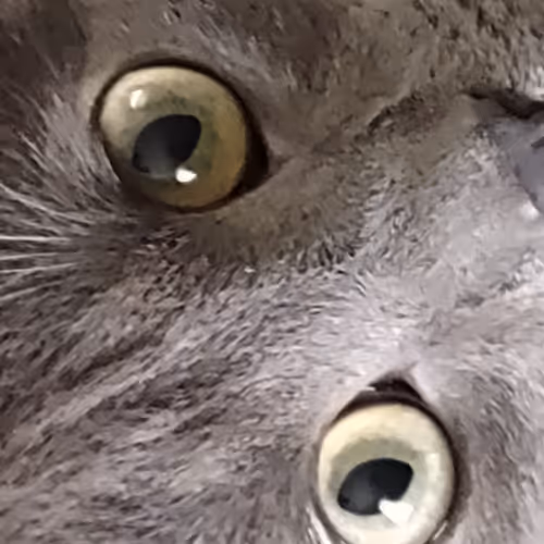 Shadow Cat Life