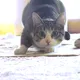 shaking cat