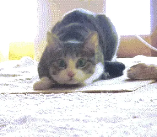 shaking cat