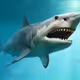 shark in market