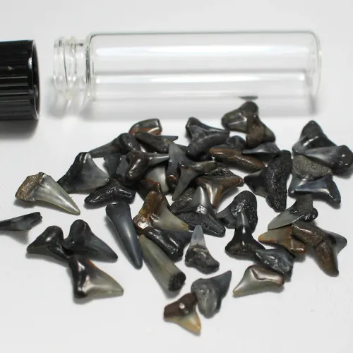 Shark Teeth from Surf City, NC