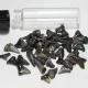 Shark Teeth from Surf City, NC