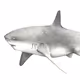 Sharks Collection
