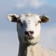 Sheep-A-Million