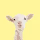 sheepcrypto