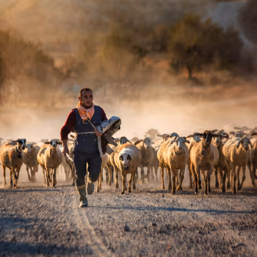 shepherd storie Editions - old