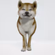 SHIB-doge