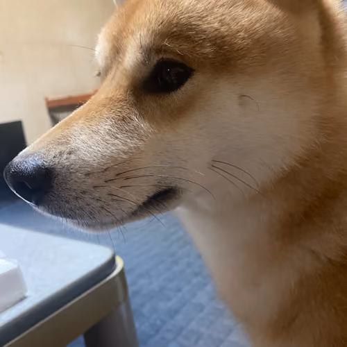 LOVE SHIB_