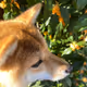 shiba