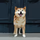 SHIBA INU #X