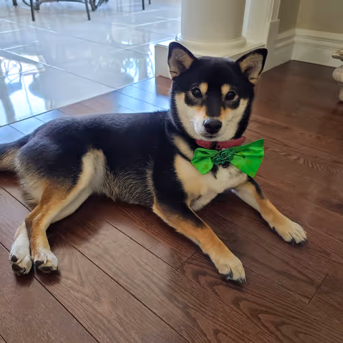 Shiba Inu Zoey
