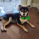 Shiba Inu Zoey