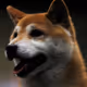 Shiba My Better Doge