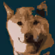 Shibainu_King