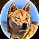 Shiba Inu Art #Tyson