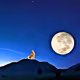 Shiba Inu Ecosystem: Shib, Leash, Bone