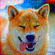 Shiba Inu Art Collectibles