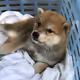 Shiba inu TSUKUNE's everyday