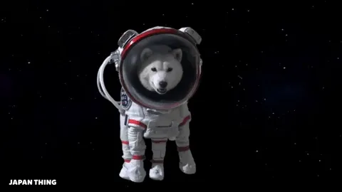 ShibEntusiast Official