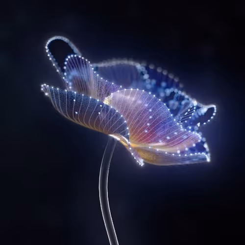 ShineCorner Collection