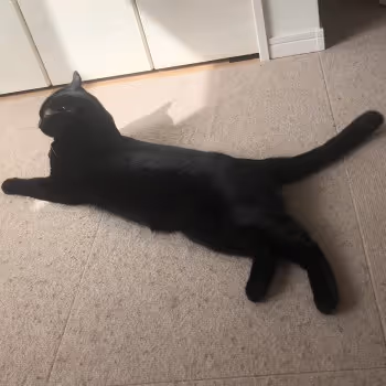 Shinju and Bara cats Ethereum