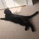 Shinju and Bara cats Ethereum