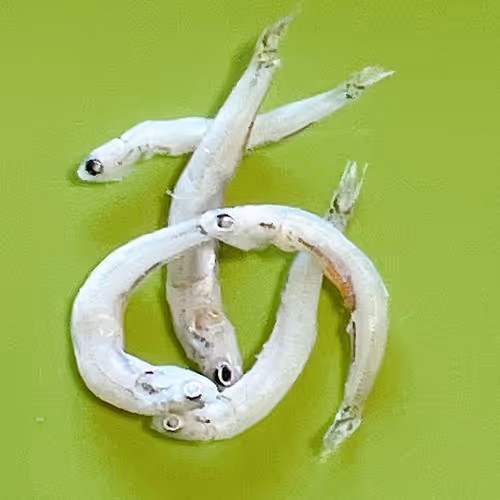 Shirasumoji