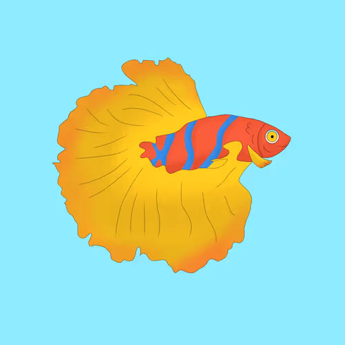 siamese figthing fish