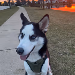 Siberian husky for a walk