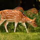 SikaDeer
