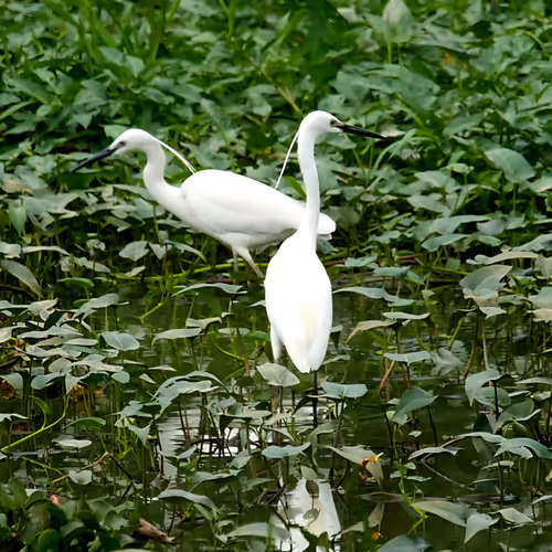 Silent Wetlands
