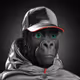 SilverBack Legends | Official Collections