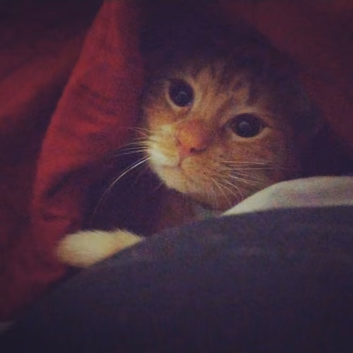 Simba Stories
