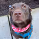 Simba the web3 dog