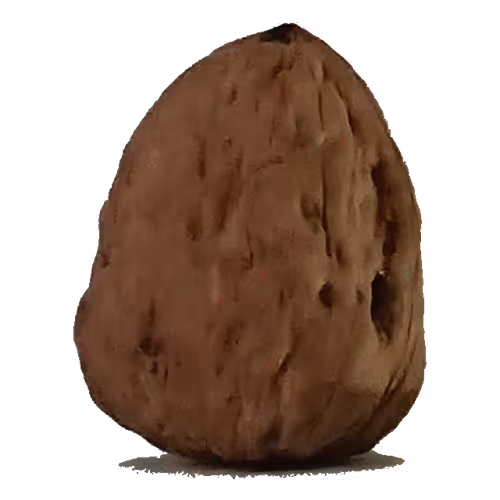 CRYPTO NUTS (The bold nuts!) - old