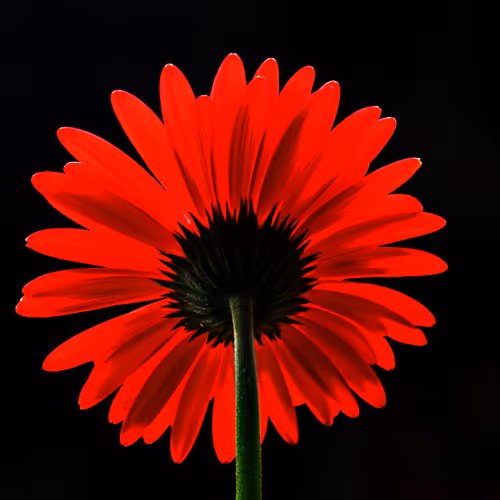 Simple Beautiful Things