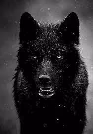 Sir Black Wolf Arts