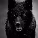 Sir Black Wolf Arts
