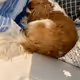 DOG VARMI